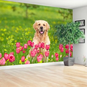 Fototapeta Vliesová Psie tulipány 152x104 cm