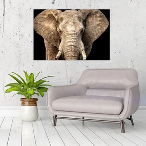 Obraz - Slon africký (90x60 cm)
