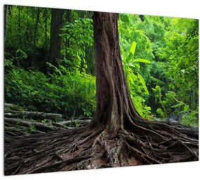 Obraz - Starý strom s koreňmi (70x50 cm)