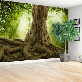 Fototapeta Vliesová Veľké korene stromov 312x219 cm
