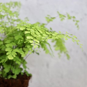 Adiantum Raddianum Fragrans
