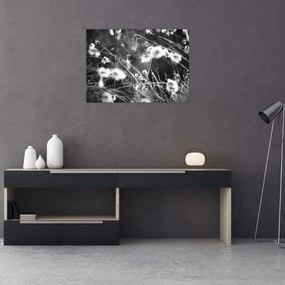 Sklenený obraz - Pavučina na lúke (70x50 cm)