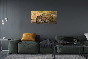 Obraz na plátne Tigers 125x50 cm