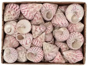 Béžovo-ružová dekorácia mušle v krabičke - 1130g