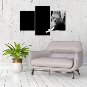 Obraz - Slon (90x60 cm)