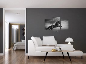 Obraz - Kôň čiernobiely (90x60 cm)