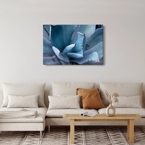 Obraz - Agáve (90x60 cm)