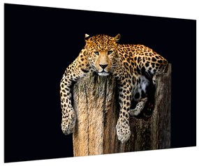 Obraz geparda (90x60 cm)