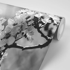 Samolepiaca fototapeta čiernobiely čerešňový kvet - 450x300