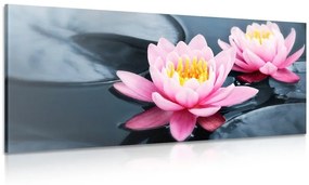 Obraz lotosový kvet v jazere - 100x50