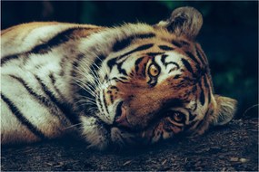 Obraz - Tiger Sibírsky (90x60 cm)