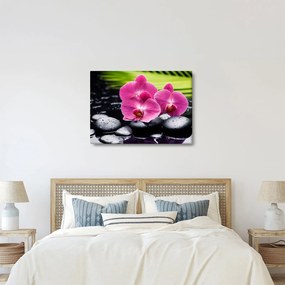 Obraz - Ružové orchidey s palmovým listom (70x50 cm)