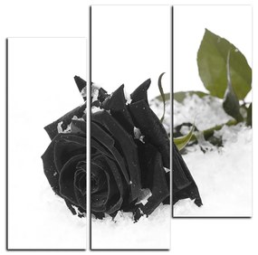 Obraz na plátne - Ruža na snehu - štvorec 3103QB (75x75 cm)