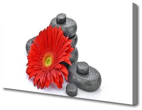 Obraz Canvas Kvety gerbery kamene zen 100x50 cm