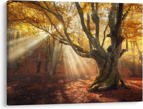 Obraz - Jesenný svit (70x50 cm)