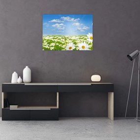 Sklenený obraz rozkvitnutej lúky s margarétkami (70x50 cm)