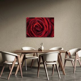 Sklenený obraz - Červená ruža s kvapkami rosy (70x50 cm)