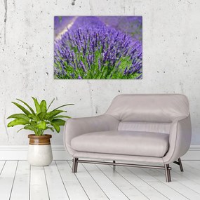 Obraz - levanduľa (70x50 cm)