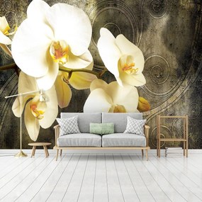 Fototapeta - Orchidea (254x184 cm)