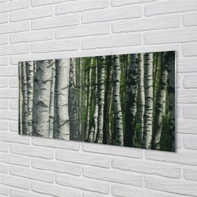 Obraz plexi Brezového lesa 125x50 cm