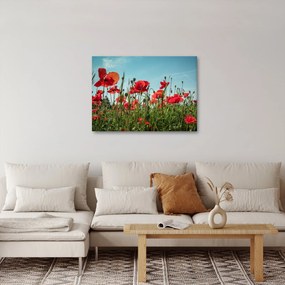 Obraz - Na poli vlčích makov (70x50 cm)