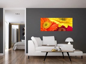 Obraz - Kvety Gerbery (120x50 cm)