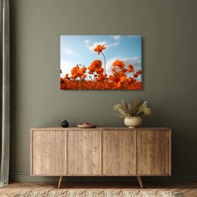 Obraz - Lúčne kvety (90x60 cm)