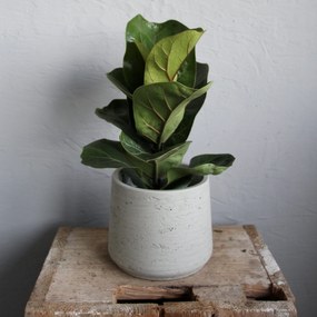 Ficus Lyrata