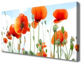 Obraz Canvas Kvety maky lúka pole príroda 140x70 cm