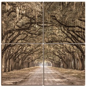 Obraz na plátne - Historické dubové stromy lemované poľnou cestou - štvorec 3239FE (100x100 cm)
