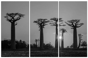 Obraz na plátne - Baobaby. 105ČB (150x100 cm)