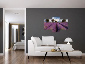 Obraz - Levanduľové pole a hory (90x60 cm)