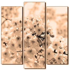 Obraz na plátne - Čerešňový kvet - štvorec 3279FC (105x105 cm)