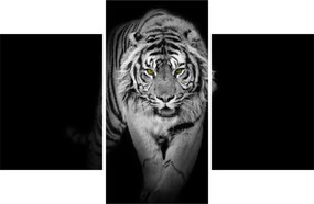Obraz - Tiger so žltými očami (90x60 cm)