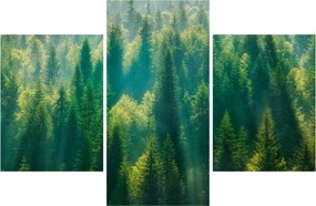 Obraz - Borovicový les (90x60 cm)