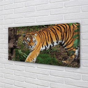 Obraz na plátne Tiger Woods 120x60 cm