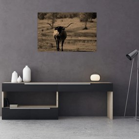 Obraz - Texaská krava (90x60 cm)