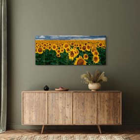 Obraz slnečnicového poľa (120x50 cm)