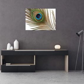 Obraz pávieho peria (70x50 cm)