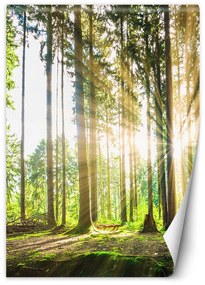 Gario Fototapeta Popoludňajšie slnko v lese Materiál: Vliesová, Rozmery: 100 x 140 cm