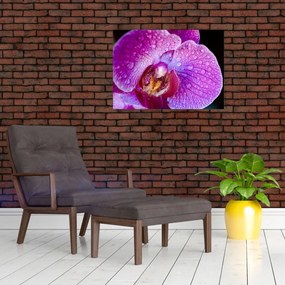 Detailný sklenený obraz kvetu orchidey (70x50 cm)