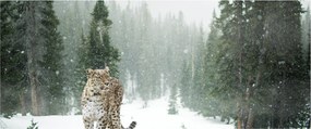 Obraz leoparda v snehu (120x50 cm)