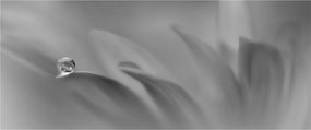 Obraz - Kvapka na kvete, čiernobiela (120x50 cm)
