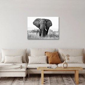 Obraz - Slon africký II. (70x50 cm)