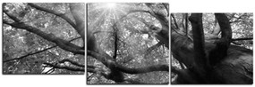 Obraz na plátne - Slnko cez vetvi stromu - panoráma 5240QE (150x50 cm)