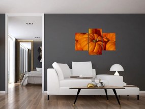 Obraz - Veľké tekvice (90x60 cm)