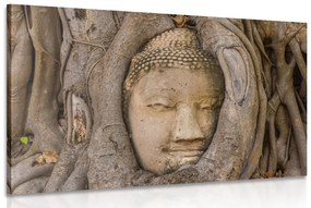Obraz Budhov posvätný figovník - 120x80