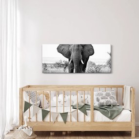 Obraz - Slon africký II. (120x50 cm)