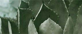 Obraz - Zelená agáve (120x50 cm)