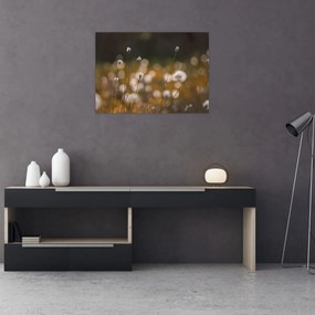 Sklenený obraz - Lúka s cottongrass N⁰2 (70x50 cm)
